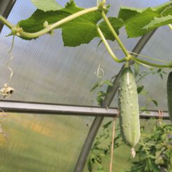 brokers-flexibles-kunststoffen-kweken-tunnelfolie-kasfolie