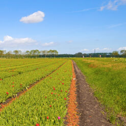 Akker-, bos - en tuinbouw