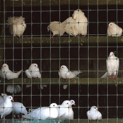 Vogelgaas-volieregaas-30x30mm-anti-vogelgaas-zwart-brokers-kunststof-gaas