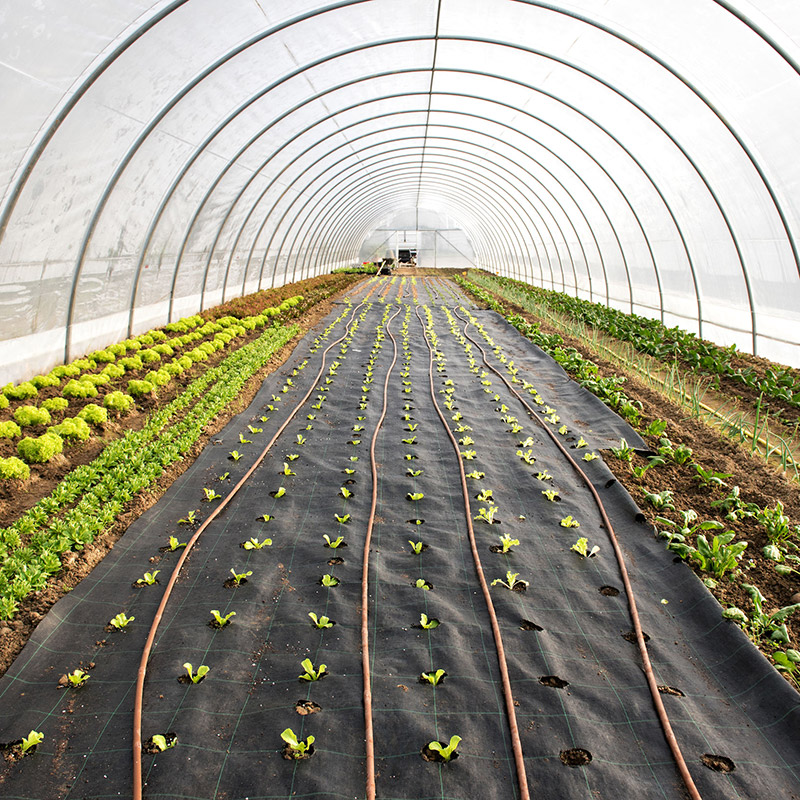tunnelfolie-tunnelserre-kasfolie-serreplastic-serrefolie